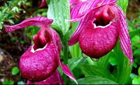 We did not find results for: The Most Unique Flowers In The World Brain Berries