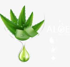 Vecteur Aloe Vera Aloe Vera Aloes Essentiel Fichier Png Et Psd Pour Le Telechargement Libre Aloes Aloe Vera Produits Forever