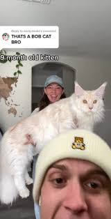 9-Month-Old Jungle Cat: Growing and Protecting the House