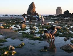 cannon beach low tide adventures at haystack rock clatsopnews