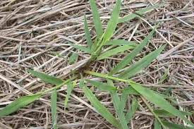 Image result for Urochloa dictyoneura
