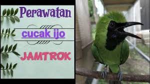Oleh admindiposting pada november 25, 2019mei 19, 2020. 12 98 Mb Perawatan Cucak Ijo Hiper Dan Jamtrok Download Lagu Mp3 Gratis Mp3 Dragon