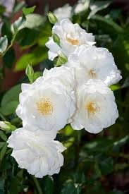 Shop online at park seed for premium rose seeds. How To Grow Climbing Roses In Your Garden Garden Design