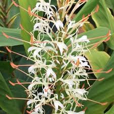 Image result for Hyparrhenia griffithii