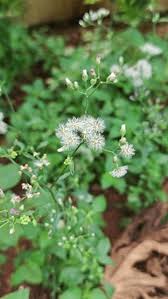 Image result for Vernonia cinerea