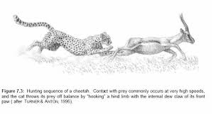 Résultat de recherche d'images pour "cheetah claw"