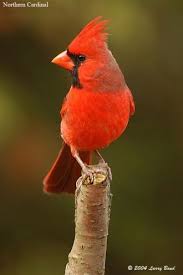 Birds Of Northern Illinois Sounds Northern Cardinal Ebirdr Cardinal Birds Northern Cardinal Common Birds