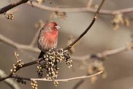 house finch audubon field guide