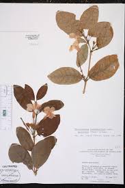 Image result for Mascarenhasia