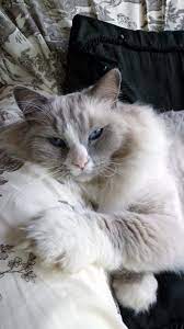 Pin By David Mcphail On Cats Cats Beautiful Cats Ragdoll Cat
