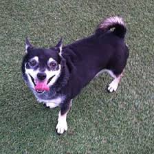 Serving naples, cape coral, bonita springs & ft myers fl. Dog Boarding Daycare Bonita Springs Cape Coral Fort Myers Fl