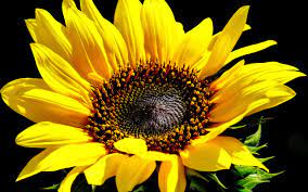 Pin By Nik E A Poe 1 Vintage On Sunflowers Sunflower Photography Sunflower Wallpaper Sunflower Images