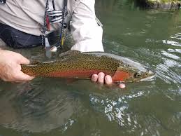 I Love Central Pa Flyfishing
