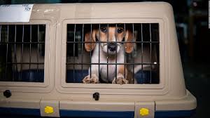 The pet transport company operates through vic, nsw, qld, with regular runs between melbourne, sydney and brisbane, and most regional areas. Rescue Organizations Save Dogs And Cats Despite Covid Cnn Travel