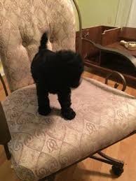 Price can be an indication towards the quality of the puppies breed lines and the breeders. Maltipoo Forsale Orlando Fl