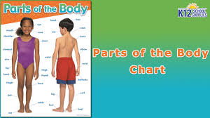 Parts of the body online activity for kindergarten. Best Human Body Chart Scientific Poster Body Parts Diagram Youtube