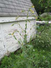 Image result for Lactuca imbricata