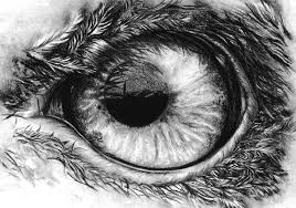 Eagle S Eye In Pencil Eagle Drawing Eye Drawing Eye Art
