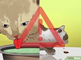 But kidney failure can also strike relatively young cats, sometimes as early as four years old. 3 Ways To Prevent Kidney Disease In Cats Wikihow