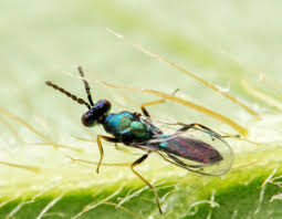 Image result for Cyperus breviradius