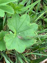Image result for Alchemilla johnstonii