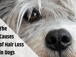 An allergic reaction can cause cause skin irritation and hair loss. Why Is My Dog Losing Hair And What Should I Do About It Pethelpful