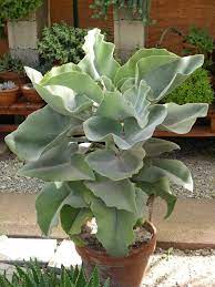 Kalanchoe Beharensis Napoeon S Hat Plants Succulents Garden