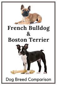 Pin On Top Tips For Dog Owners