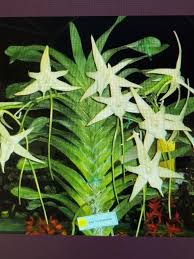 Image result for Microcharis