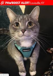 1778 follow & tag #everythinglouisville giveaways advertising/inquiries ⬇️ kylouisville502@gmail.com. Louisville Ky Lost Dogs Cats Pets Please Spread The Word Scribbles Was Lost On March 3 2021 In Louisville Ky 40208 Near Family Scholar House Uofl Campus Description Grey