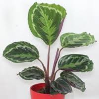 Image result for Halopegia