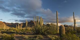 This cactus can live in the sunblasted desert for 150 years or more at a time…which means a lot of the organ pipes you see in this national monument today have probably. Arizona Sunset Over Desert Habitat Organ Pipe Cactus National Monument Photographic Print Judith Zimmerman Allposters Com