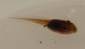 tadpole identification central fl