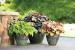 Front Door Shade Container Plants