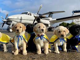 Meet meatball, the i'mperfect puppy. Volunteer Pilots Are Flying Future Service Puppies Across The Nation