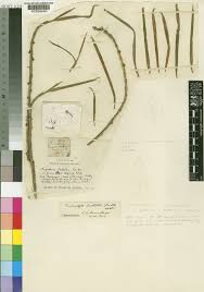 Image result for Tridactyle scottellii