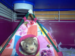 Small Critter Tent Tutorial Too Home Sweet Home Diy Stuffed Animals Small Pets Diy Tent