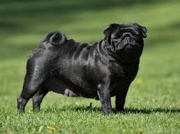 Pug Mops Elityavru Com