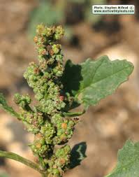 Image result for Chenopodiastrum