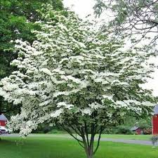Find the perfect korean dogwood tree stock photos and editorial news pictures from getty images. Chinese Dogwood Cornus Kousa Chinensis 5 10 20 30 Seeds Eur 1 06 Picclick Fr