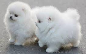Checkout the maltese dogs to buy at very affordable rate near you here at dogspot.in. Teacup Pomeranian Maltese Poodle Yorkshire Terrier Chihuahua Bicon Fries Shihtzu Schnauzer Puppies For Sale In East Coast Road Chennai Pets On Chennai Quikr Classifieds