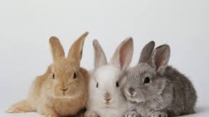 So you want to start a rabbit farm? How To Start And Make Money From Rabbit Farming Business Agro4africa