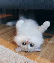 The nose is snubbed, and therefore not very prominent. Persian Cat Persian Cats For Sale Persian Cat Persian Cat Price