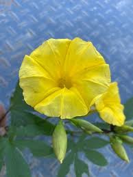 Image result for Merremia tuberosa