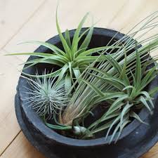 エアプランツを枯らしたことのある方も必見 管理が楽なエアプランツの育て方 植木鉢ナビ