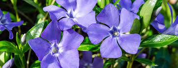 I think the best part about growing flowers is sharing them. Low Maintenance Plants North Carolina L Jt S Landscaping