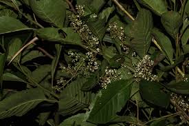 Image result for Maesa lanceolata