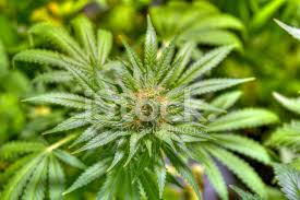 Die vorteile eine marihuana blüte einleiten zu können. Marihuana In Voller Blute Stockfotos Freeimages Com