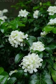 Image result for Murraya paniculata