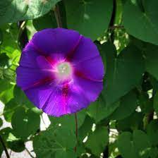 Ipomea Morning Glory Plant Leaves Morning Glory Outdoor Gardens